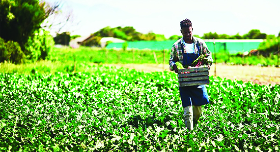 Black Farmer